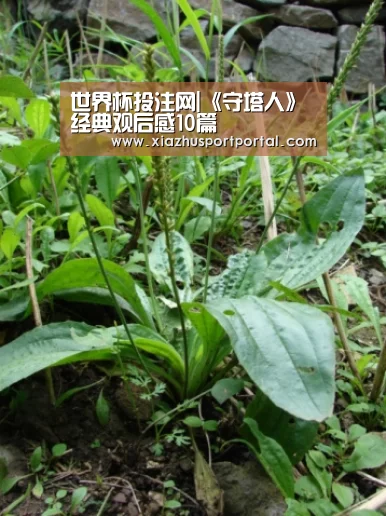 世界杯投注网|《守塔人》经典观后感10篇